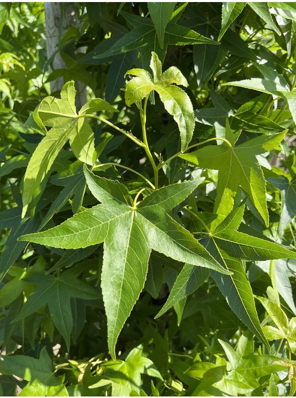 Säulen Amberbaum 'Slender Silhouette' | Liquidambar styraciflua 'Slender Silhouette' Säulen Amberbaum 'Slender Silhouette' | Liquidambar styraciflua 'Slender Silhouette'