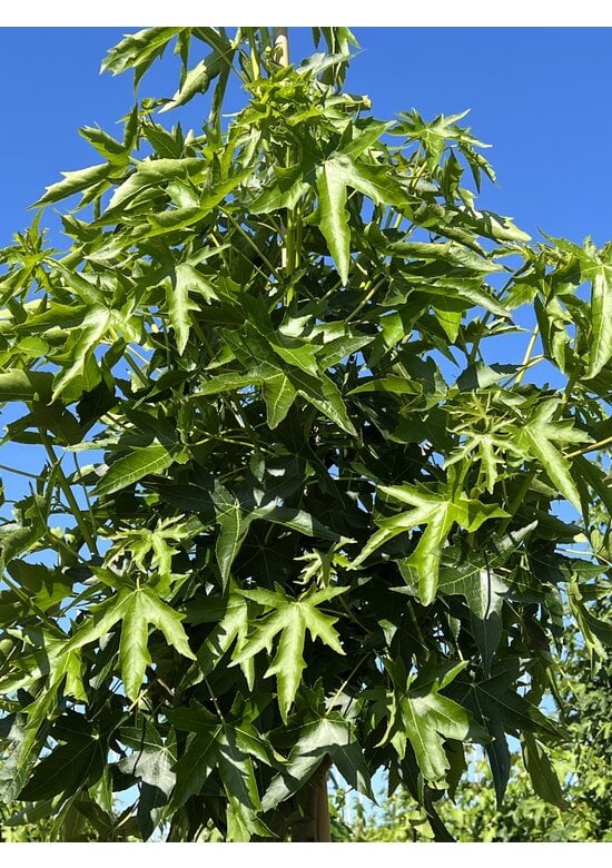 Amerikanischer Amberbaum 'Stared' | Liquidambar styraciflua 'Stared'
