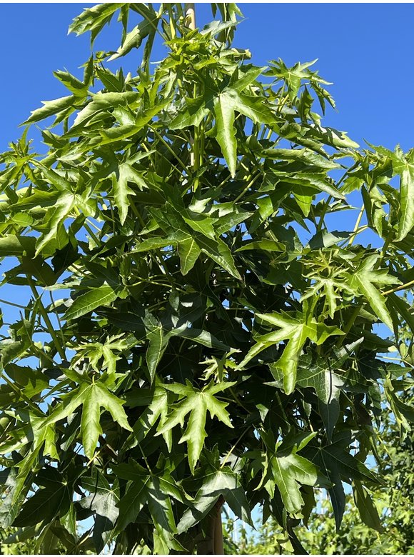 Amerikanischer Amberbaum 'Stared' | Liquidambar styraciflua 'Stared' Amerikanischer Amberbaum 'Stared' | Liquidambar styraciflua 'Stared'