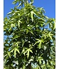 Amerikanischer Amberbaum 'Stared' | Liquidambar styraciflua 'Stared'