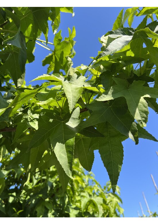Amerikanischer Amberbaum 'Lane Roberts' | Liquidambar styraciflua 'Lane Roberts' Amerikanischer Amberbaum 'Lane Roberts' | Liquidambar styraciflua 'Lane Roberts'