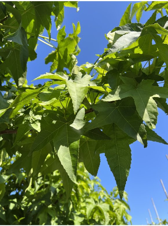 Amerikanischer Amberbaum 'Lane Roberts' | Liquidambar styraciflua 'Lane Roberts' Amerikanischer Amberbaum 'Lane Roberts' | Liquidambar styraciflua 'Lane Roberts'