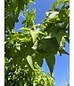 Amerikanischer Amberbaum 'Lane Roberts' | Liquidambar styraciflua 'Lane Roberts' Amerikanischer Amberbaum 'Lane Roberts' | Liquidambar styraciflua 'Lane Roberts'