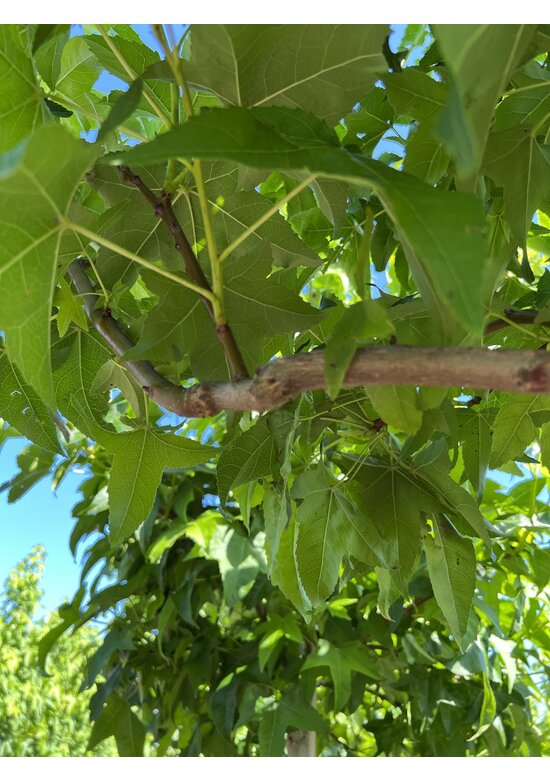 Amerikanischer Amberbaum 'Lane Roberts' | Liquidambar styraciflua 'Lane Roberts'