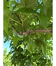 Amerikanischer Amberbaum 'Lane Roberts' | Liquidambar styraciflua 'Lane Roberts' Amerikanischer Amberbaum 'Lane Roberts' | Liquidambar styraciflua 'Lane Roberts'