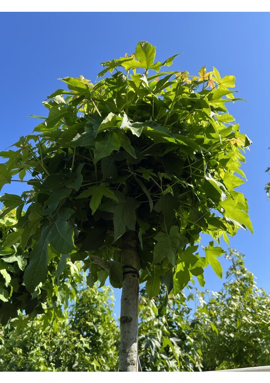 Kugelamberbaum 'Gumball' | Liquidambar styraciflua 'Gumball' Kugelamberbaum 'Gumball' | Liquidambar styraciflua 'Gumball'