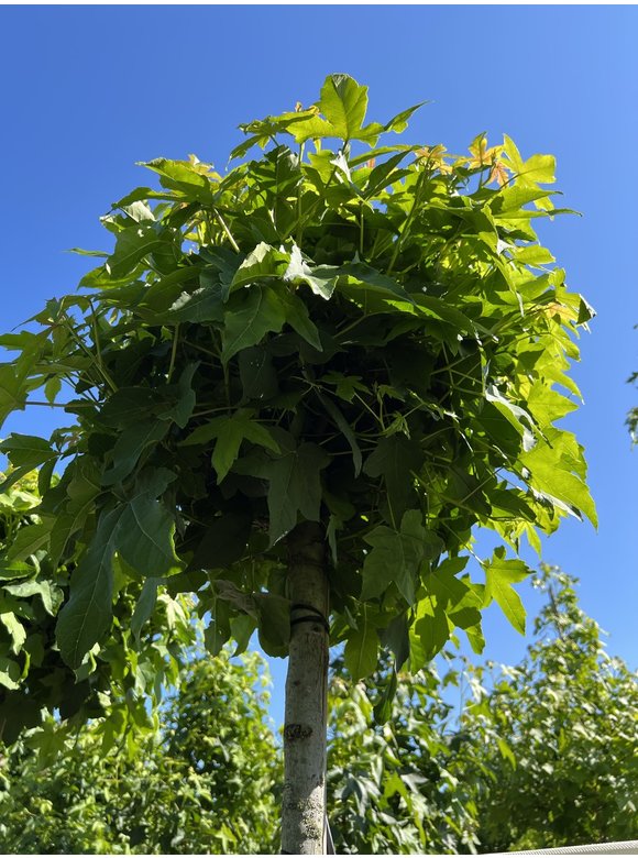 Kugelamberbaum 'Gumball' | Liquidambar styraciflua 'Gumball' Kugelamberbaum 'Gumball' | Liquidambar styraciflua 'Gumball'