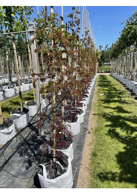 Seidenbaum - Schlafbaum - Seidenakazie 'Summer Chocolate' | Albizia julibrissin 'Summer Chocolate'