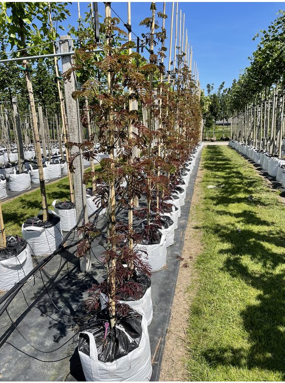 Seidenbaum - Schlafbaum - Seidenakazie 'Summer Chocolate' | Albizia julibrissin 'Summer Chocolate' Seidenbaum - Schlafbaum - Seidenakazie 'Summer Chocolate' | Albizia julibrissin 'Summer Chocolate'