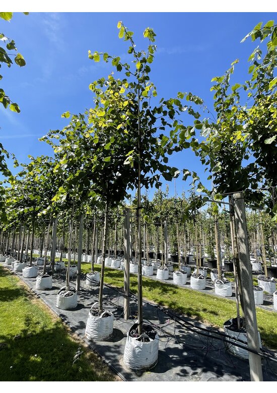 Kaiser-Linde 'Pallida' | Tilia europaea 'Pallida' Kaiser-Linde 'Pallida' | Tilia europaea 'Pallida'