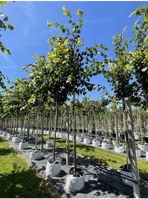 Kaiser-Linde 'Pallida' | Tilia europaea 'Pallida' Kaiser-Linde 'Pallida' | Tilia europaea 'Pallida'