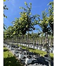 Kaiser-Linde 'Pallida' | Tilia europaea 'Pallida' Kaiser-Linde 'Pallida' | Tilia europaea 'Pallida'