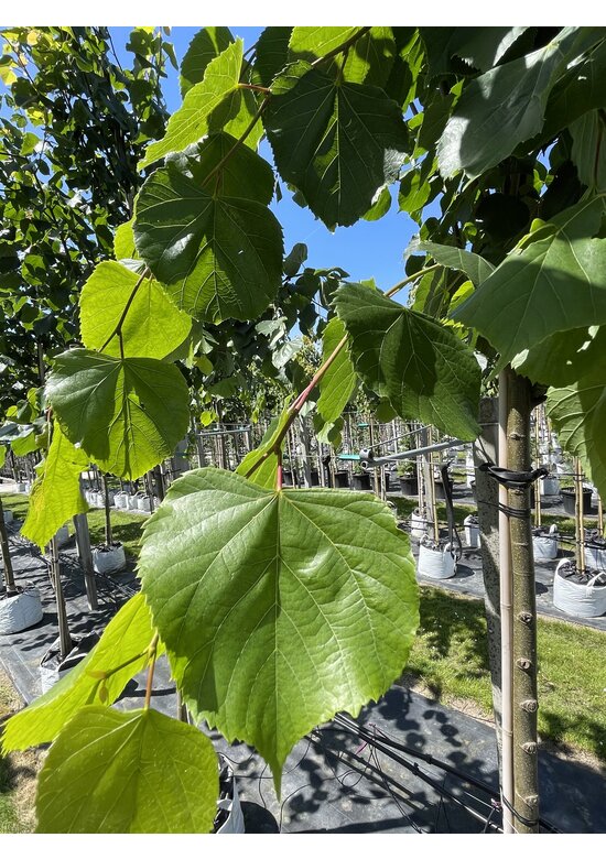Kaiser-Linde 'Pallida' | Tilia europaea 'Pallida'