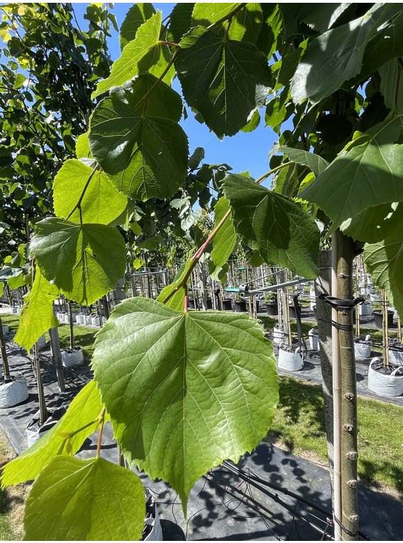 Kaiser-Linde 'Pallida' | Tilia europaea 'Pallida' Kaiser-Linde 'Pallida' | Tilia europaea 'Pallida'