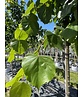 Kaiser-Linde 'Pallida' | Tilia europaea 'Pallida' Kaiser-Linde 'Pallida' | Tilia europaea 'Pallida'