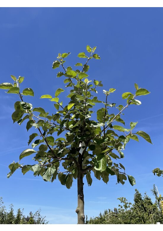 Apfelbaum 'Rode Boskoop' | Malus domestica 'Rode Boskoop'
