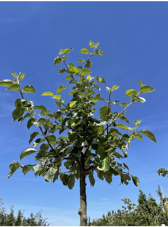 Apfelbaum 'Rode Boskoop' | Malus domestica 'Rode Boskoop' Apfelbaum 'Rode Boskoop' | Malus domestica 'Rode Boskoop'