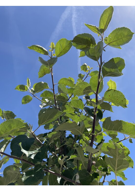 Apfelbaum 'Rode Boskoop' | Malus domestica 'Rode Boskoop'
