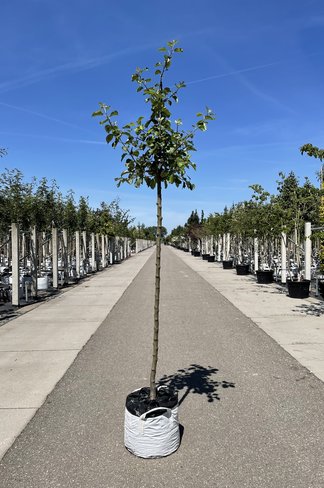 Apfelbaum 'Rode Boskoop' | Malus domestica 'Rode Boskoop'