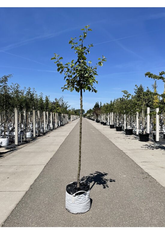 Apfelbaum 'Rode Boskoop' | Malus domestica 'Rode Boskoop'