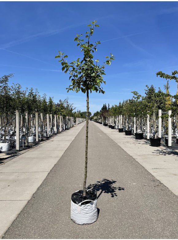Apfelbaum 'Rode Boskoop' | Malus domestica 'Rode Boskoop' Apfelbaum 'Rode Boskoop' | Malus domestica 'Rode Boskoop'