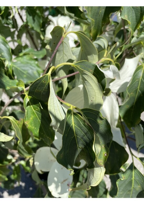 Chinesischer Blumen-Hartriegel 'Weisse Fontaine' - Mehrstämmig | Cornus kousa 'Weisse Fontaine'