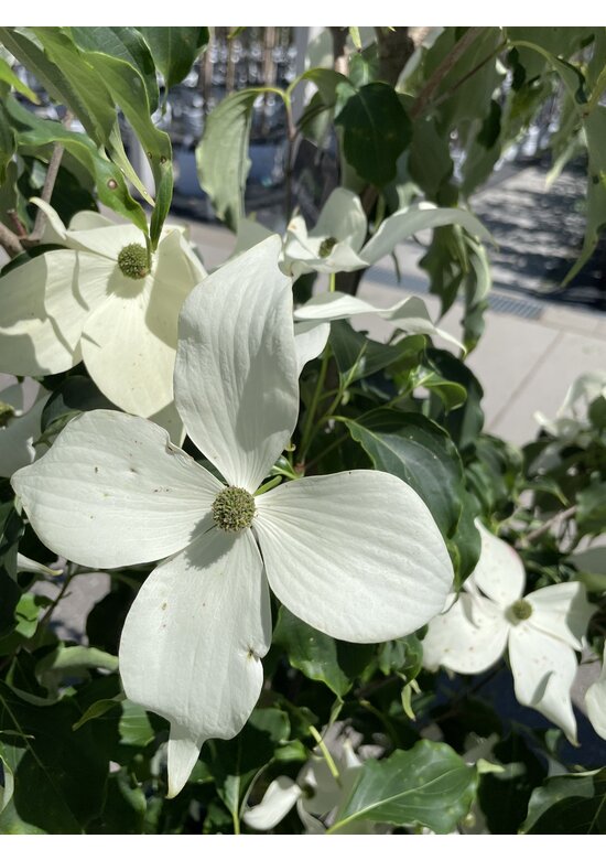Chinesischer Blumen-Hartriegel 'Weiße Fontaine', mehrstämmig (Cornus kousa 'Weiße Fontaine')