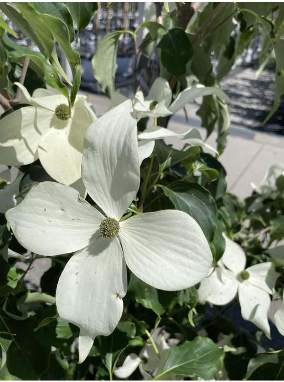 Chinesischer Blumen-Hartriegel 'Weisse Fontaine' - Mehrstämmig | Cornus kousa 'Weisse Fontaine' Chinesischer Blumen-Hartriegel 'Weisse Fontaine' - Mehrstämmig | Cornus kousa 'Weisse Fontaine'
