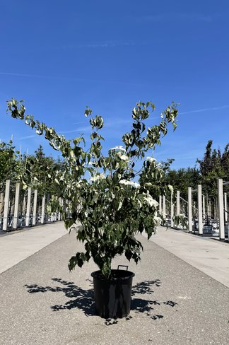 Chinesischer Blumen-Hartriegel 'Weisse Fontaine' - Mehrstämmig | Cornus kousa 'Weisse Fontaine'