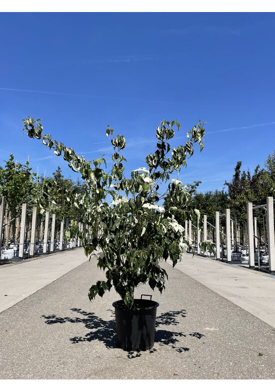Chinesischer Blumen-Hartriegel 'Weisse Fontaine' - Mehrstämmig | Cornus kousa 'Weisse Fontaine'