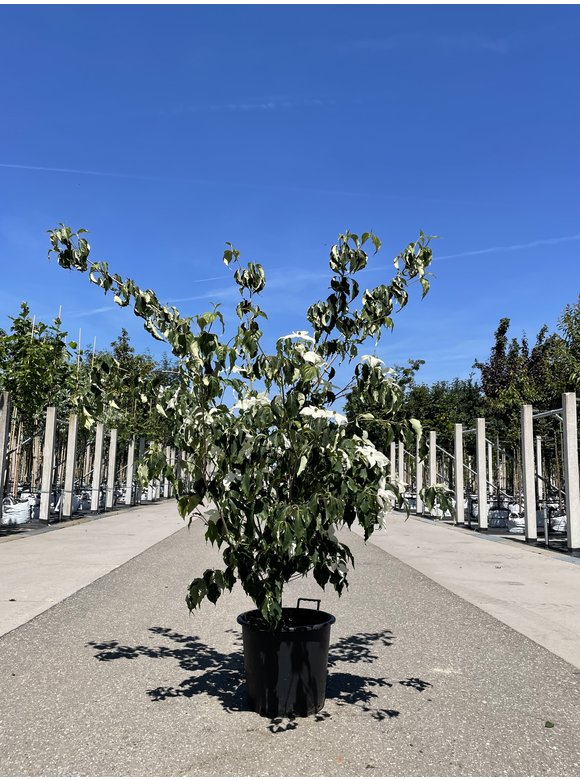 Chinesischer Blumen-Hartriegel 'Weisse Fontaine' - Mehrstämmig | Cornus kousa 'Weisse Fontaine' Chinesischer Blumen-Hartriegel 'Weisse Fontaine' - Mehrstämmig | Cornus kousa 'Weisse Fontaine'