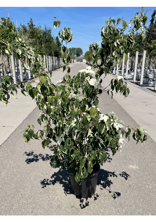 Chinesischer Blumen-Hartriegel 'Weisse Fontaine' - Mehrstämmig | Cornus kousa 'Weisse Fontaine'