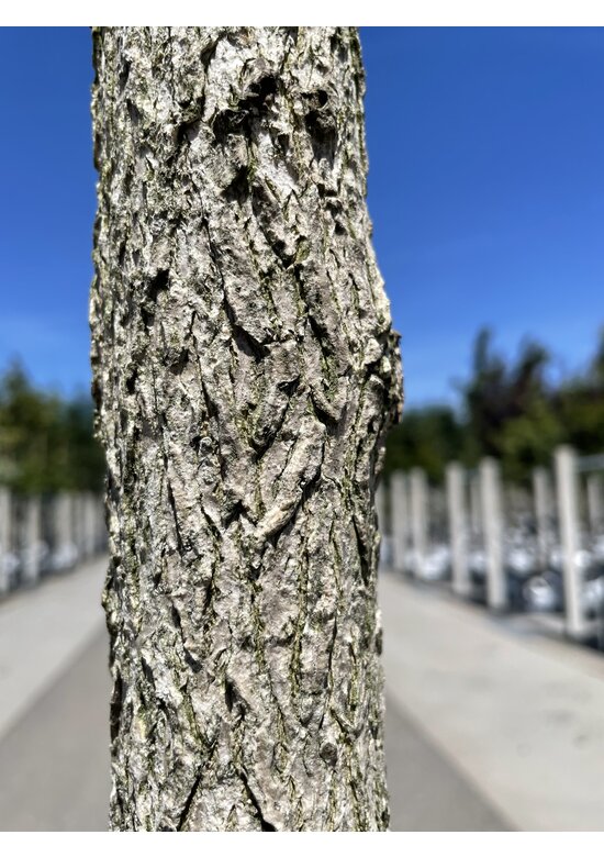 Baumhasel 'Ennis' | Corylus avellana 'Ennis'