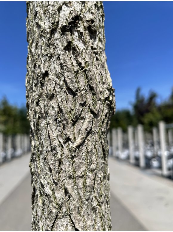 Baumhasel 'Ennis' | Corylus avellana 'Ennis' Baumhasel 'Ennis' | Corylus avellana 'Ennis'
