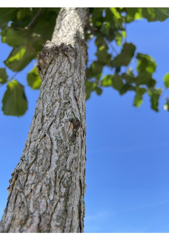Baumhasel 'Ennis' | Corylus avellana 'Ennis'