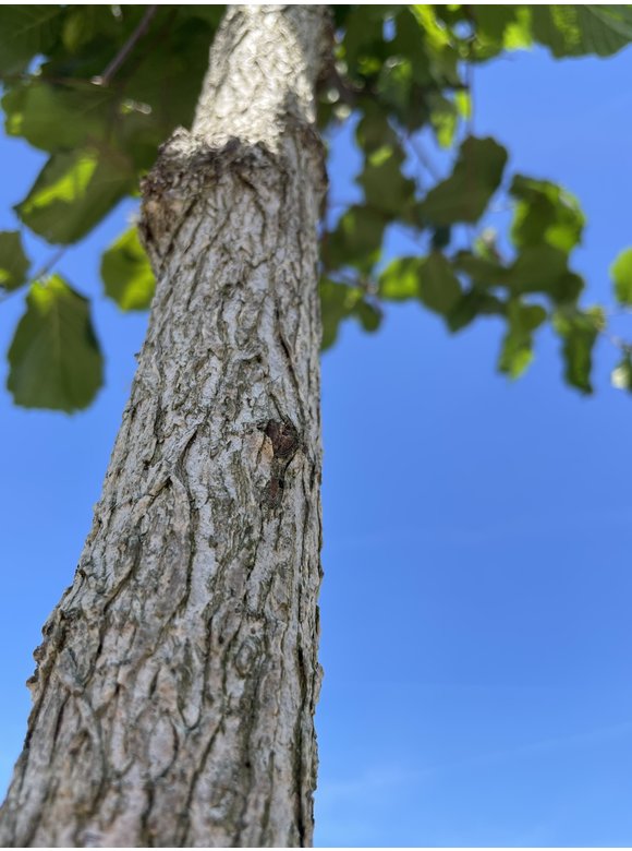 Baumhasel 'Ennis' | Corylus avellana 'Ennis' Baumhasel 'Ennis' | Corylus avellana 'Ennis'
