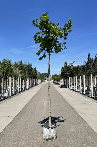 Baumhasel 'Ennis' | Corylus avellana 'Ennis' Baumhasel 'Ennis' | Corylus avellana 'Ennis'
