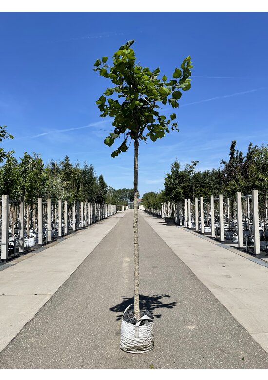 Baumhasel 'Ennis' | Corylus avellana 'Ennis'