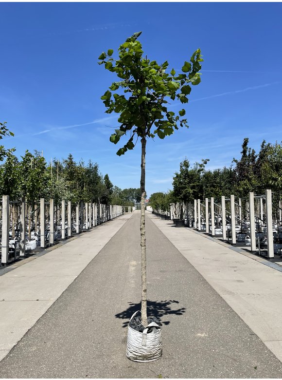 Baumhasel 'Ennis' | Corylus avellana 'Ennis' Baumhasel 'Ennis' | Corylus avellana 'Ennis'