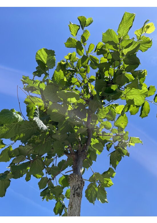 Baumhasel 'Ennis' | Corylus avellana 'Ennis'