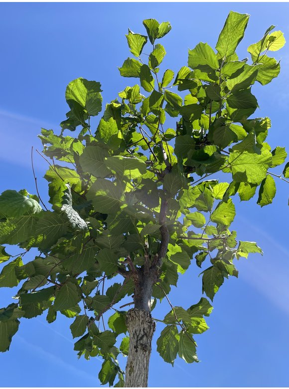 Baumhasel 'Ennis' | Corylus avellana 'Ennis' Baumhasel 'Ennis' | Corylus avellana 'Ennis'