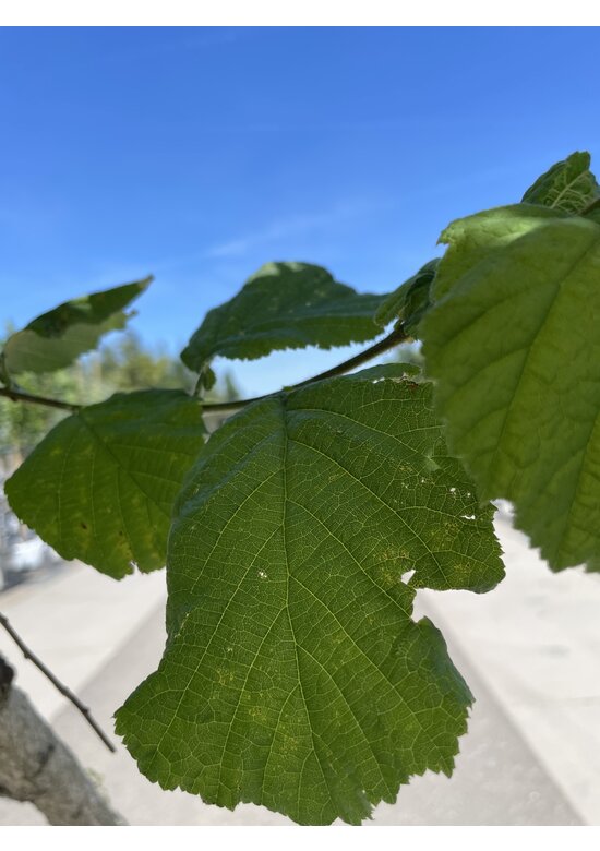 Baumhasel 'Ennis' | Corylus avellana 'Ennis'