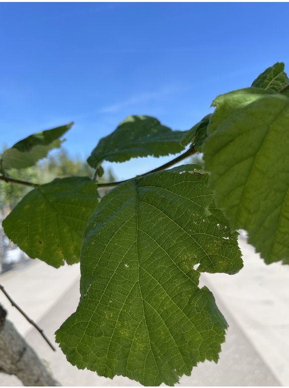 Baumhasel 'Ennis' | Corylus avellana 'Ennis' Baumhasel 'Ennis' | Corylus avellana 'Ennis'