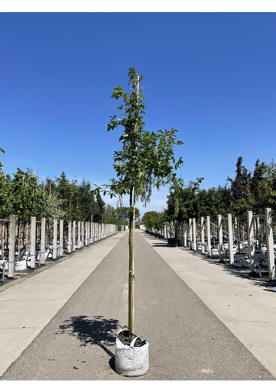 Edel-Goldregen 'Vossi' | Laburnum watereri 'Vossii'