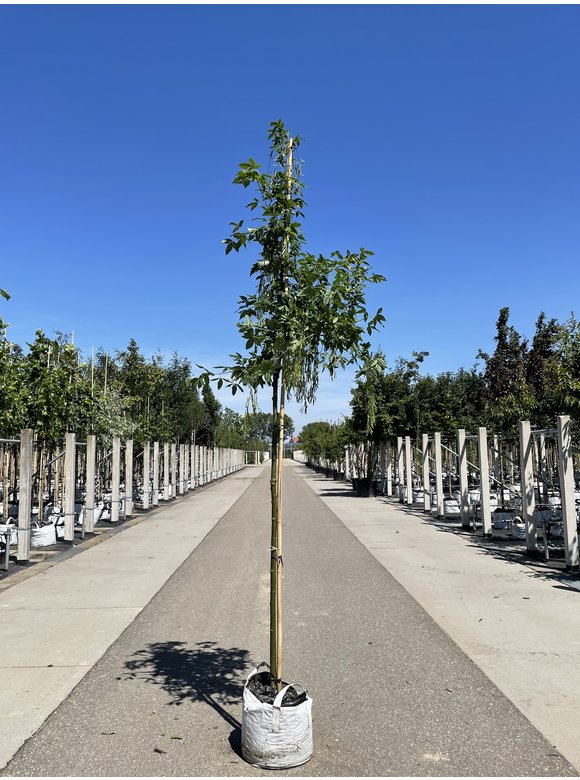 Edel-Goldregen 'Vossi' | Laburnum watereri 'Vossii' Edel-Goldregen 'Vossi' | Laburnum watereri 'Vossii'
