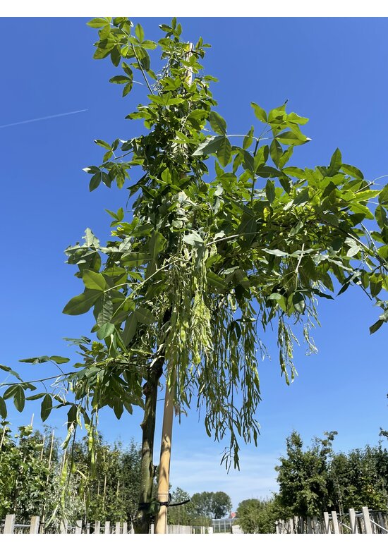 Edel-Goldregen 'Vossi' | Laburnum watereri 'Vossii' Edel-Goldregen 'Vossi' | Laburnum watereri 'Vossii'