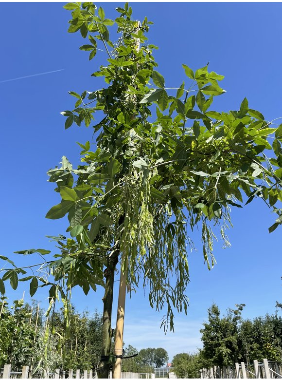 Edel-Goldregen 'Vossi' | Laburnum watereri 'Vossii' Edel-Goldregen 'Vossi' | Laburnum watereri 'Vossii'