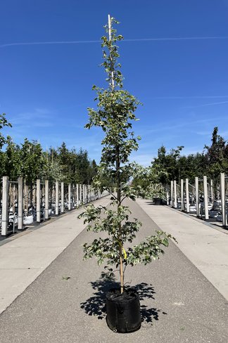 Amerikanischer Amberbaum 'Silver King' | Liquidambar styraciflua 'Silver King' Amerikanischer Amberbaum 'Silver King' | Liquidambar styraciflua 'Silver King'