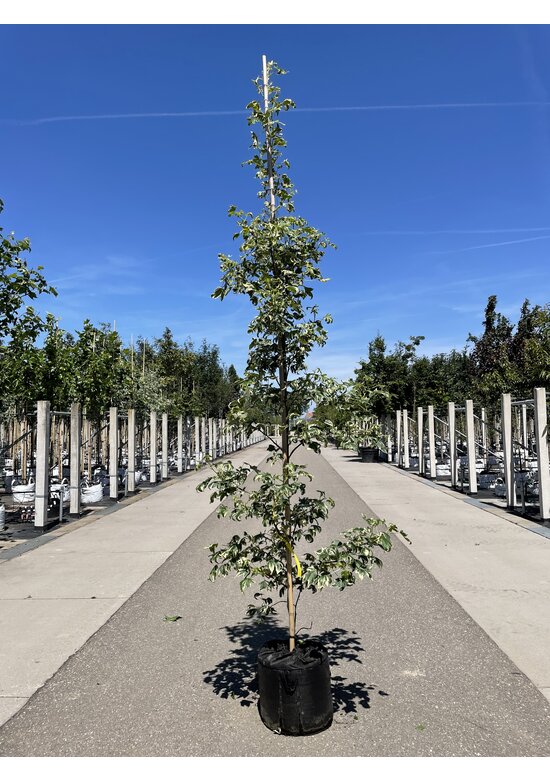 Amerikanischer Amberbaum 'Silver King' | Liquidambar styraciflua 'Silver King'