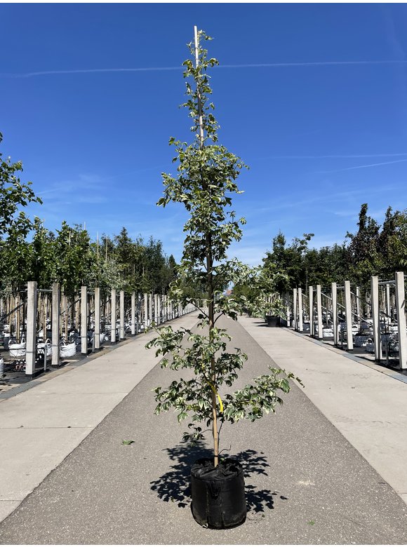 Amerikanischer Amberbaum 'Silver King' | Liquidambar styraciflua 'Silver King' Amerikanischer Amberbaum 'Silver King' | Liquidambar styraciflua 'Silver King'